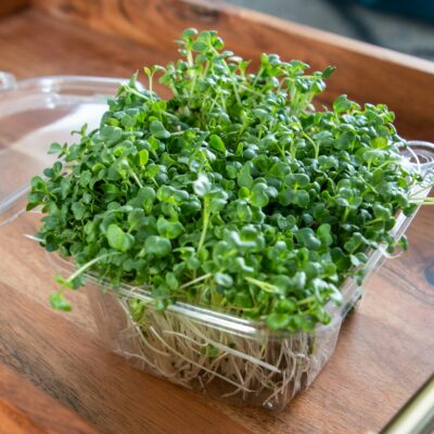 Best Practices for Creating Educational Content About Microgreens